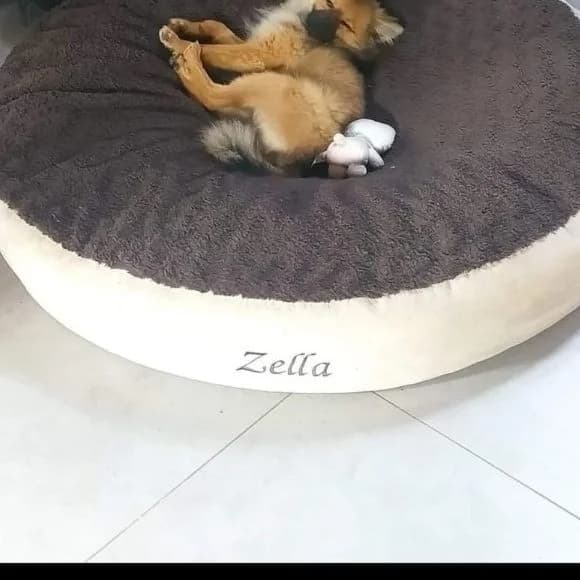 Donut déhoussable, intérieur pilou bouclé taupe foncé et tour écru, spitz