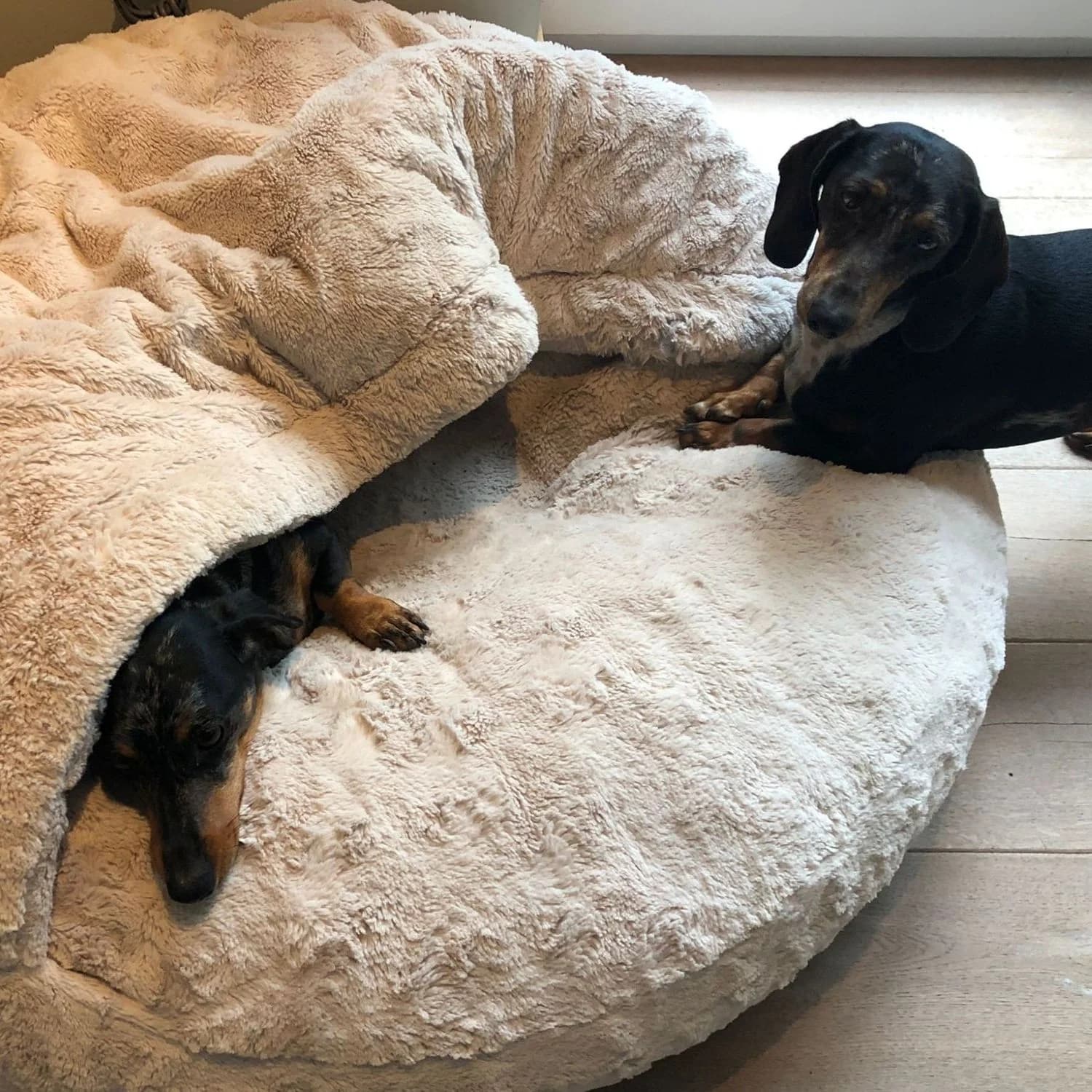 Donut + voûte en pilou long beige, deux teckels