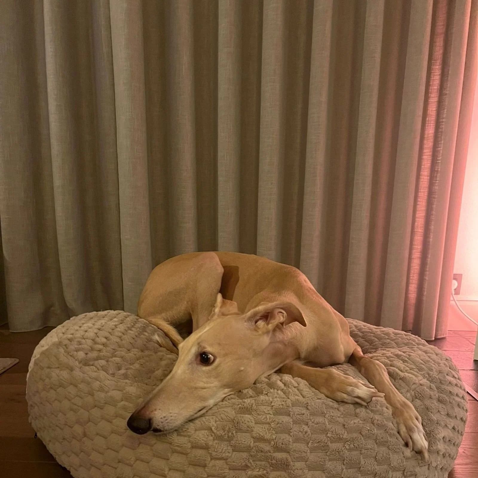 Donut déhoussable pilou gaufré cognac, lévrier galgo