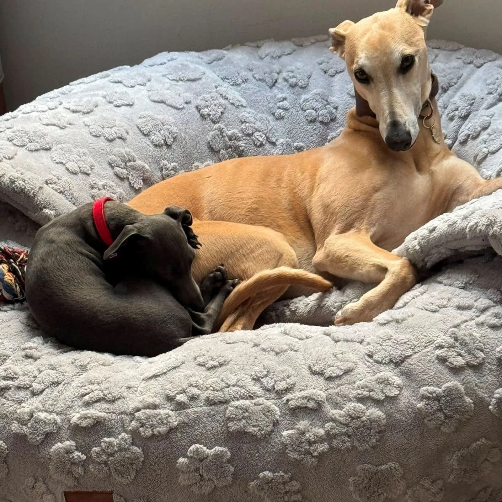 Donut + voûte pilou pattes en relief gris clair, deux whippets (autre angle que 03)