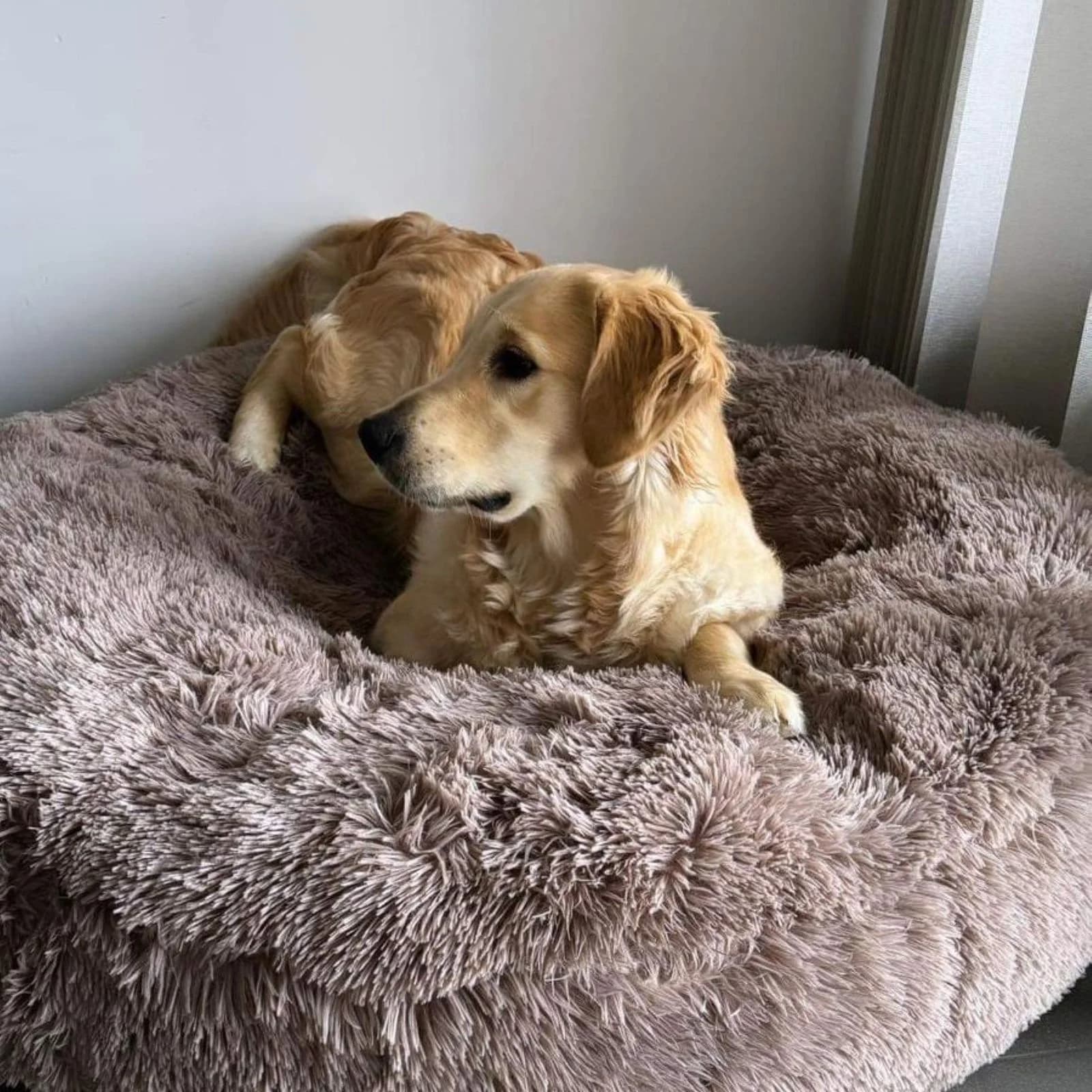 Donut pilou long vieux rose 100 cm, golden retriever
