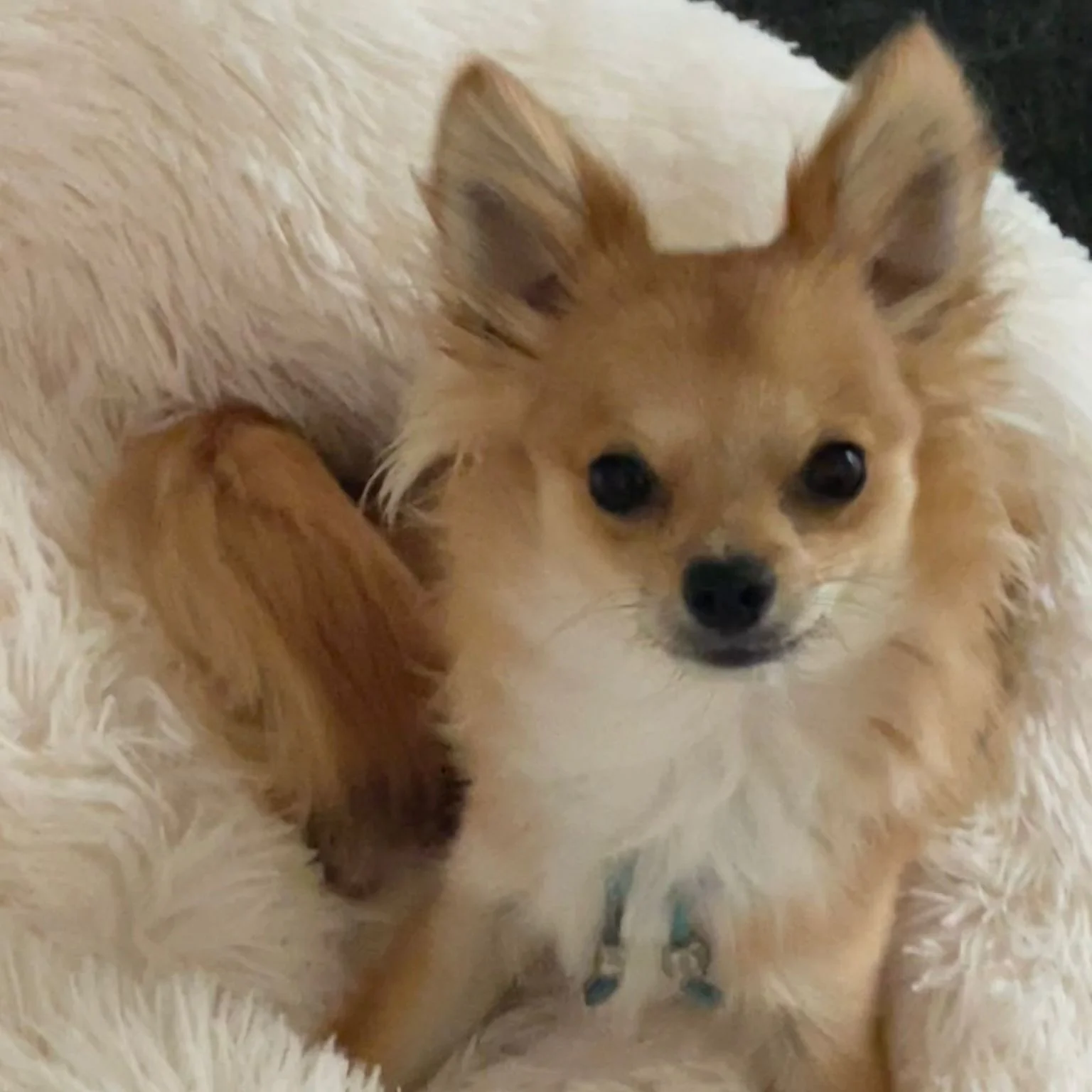 Corbeille doudou pilou long écru, chihuahua poil long