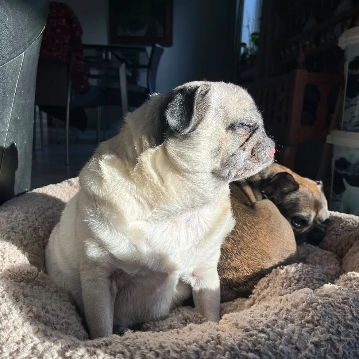 Corbeille doudou pilou bouclé beige, carlins (même scène que 17)