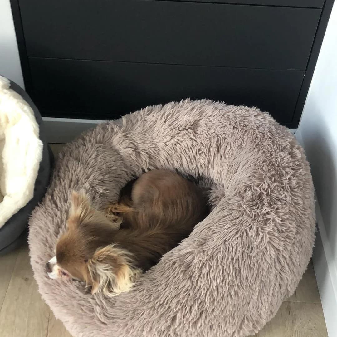 Corbeille doudou pilou long vieux rose, chihuahua poil long