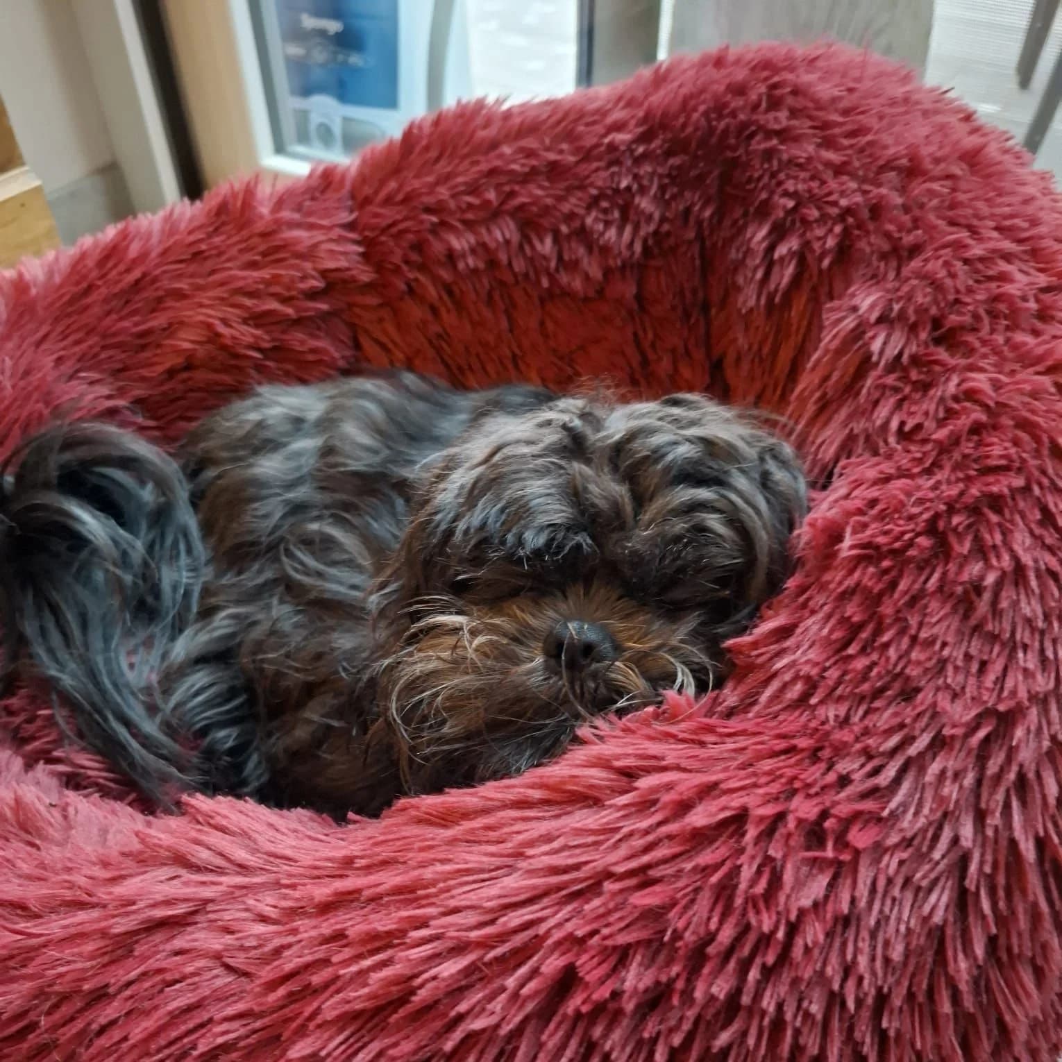 Corbeille ronde doudou pilou long bordeaux, shih tzu