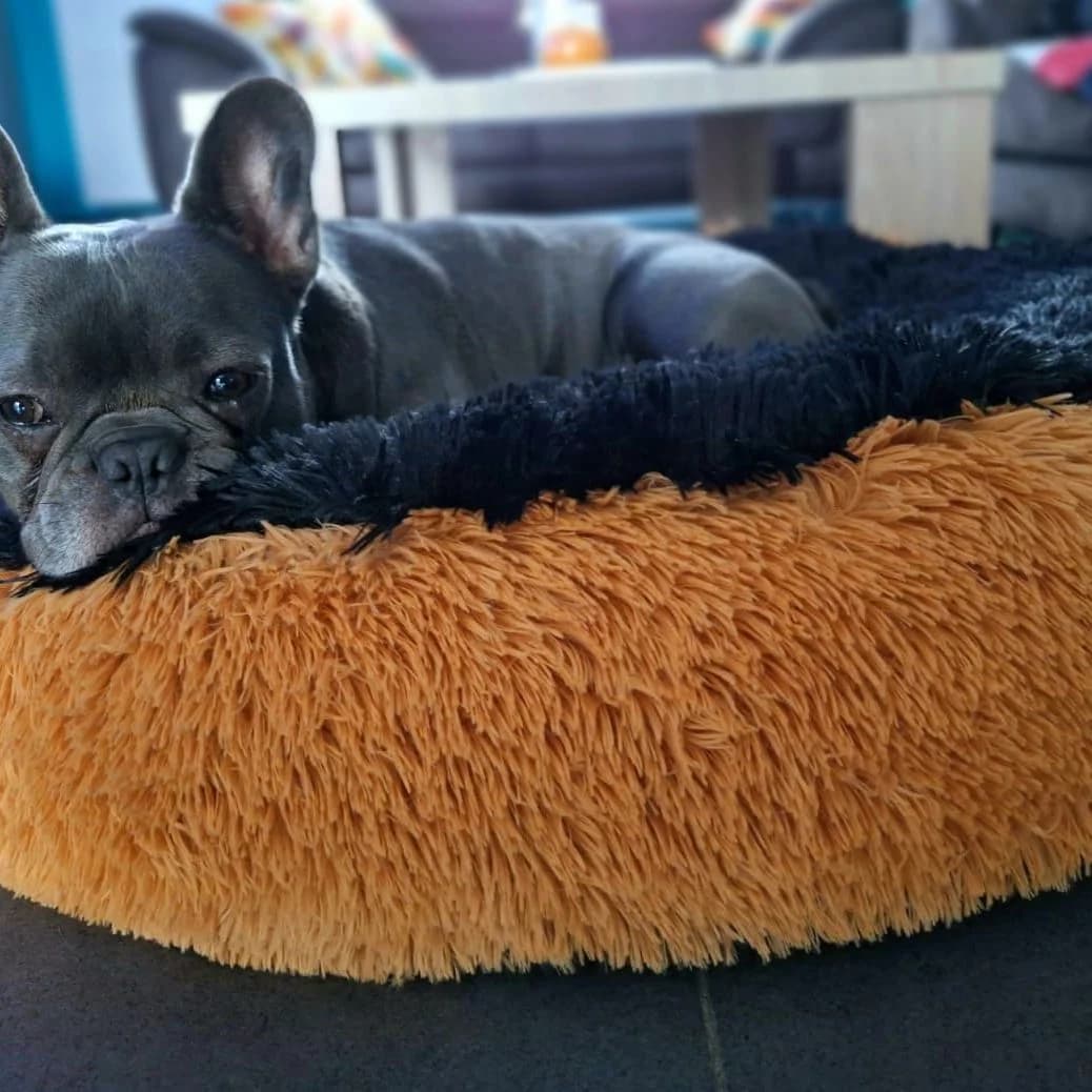 Donut déhoussable deux tons : tour pilou long cognac, assise pilou noir, bouledogue français