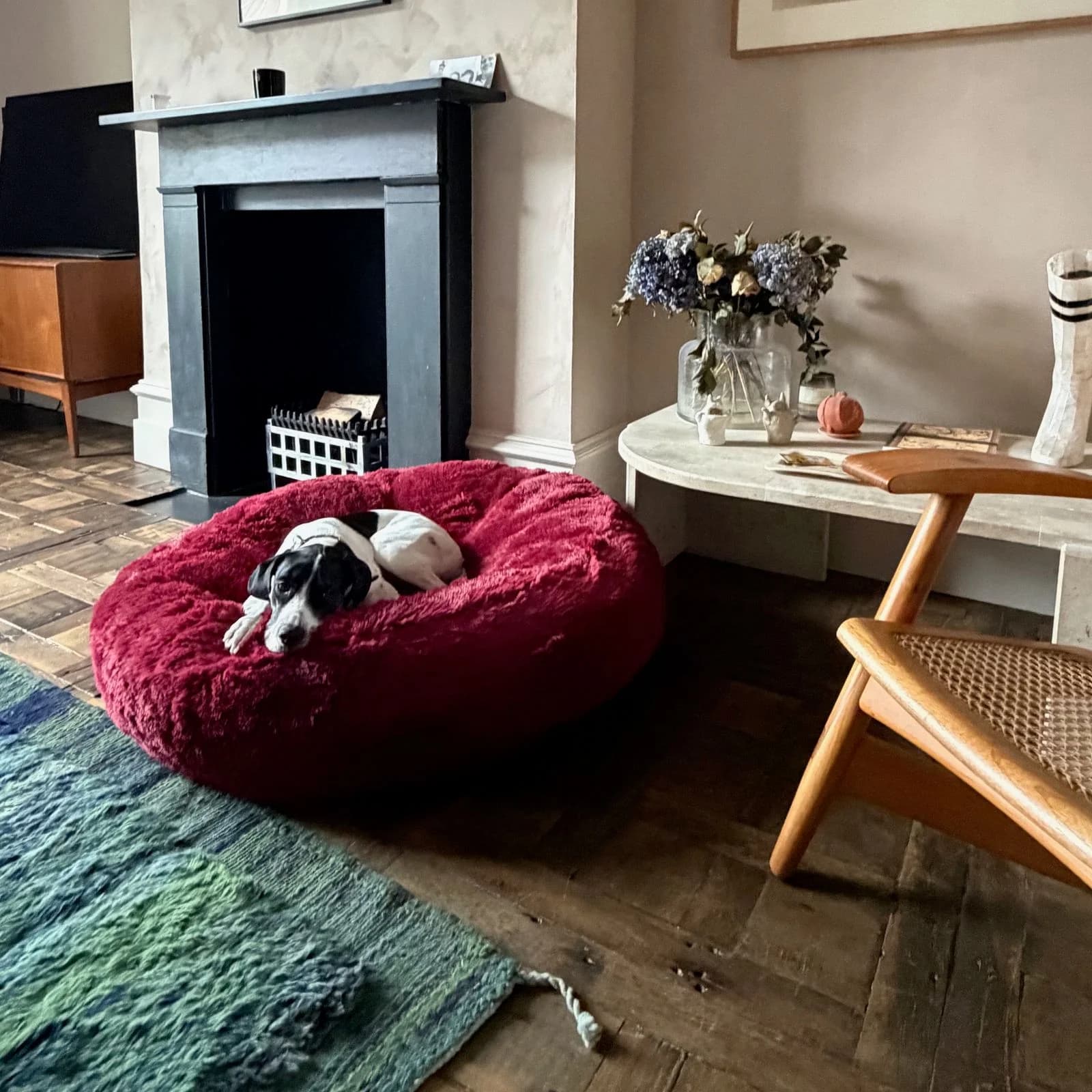 Donut pilou long bordeaux dans un salon, chien couché — photo d’ambiance