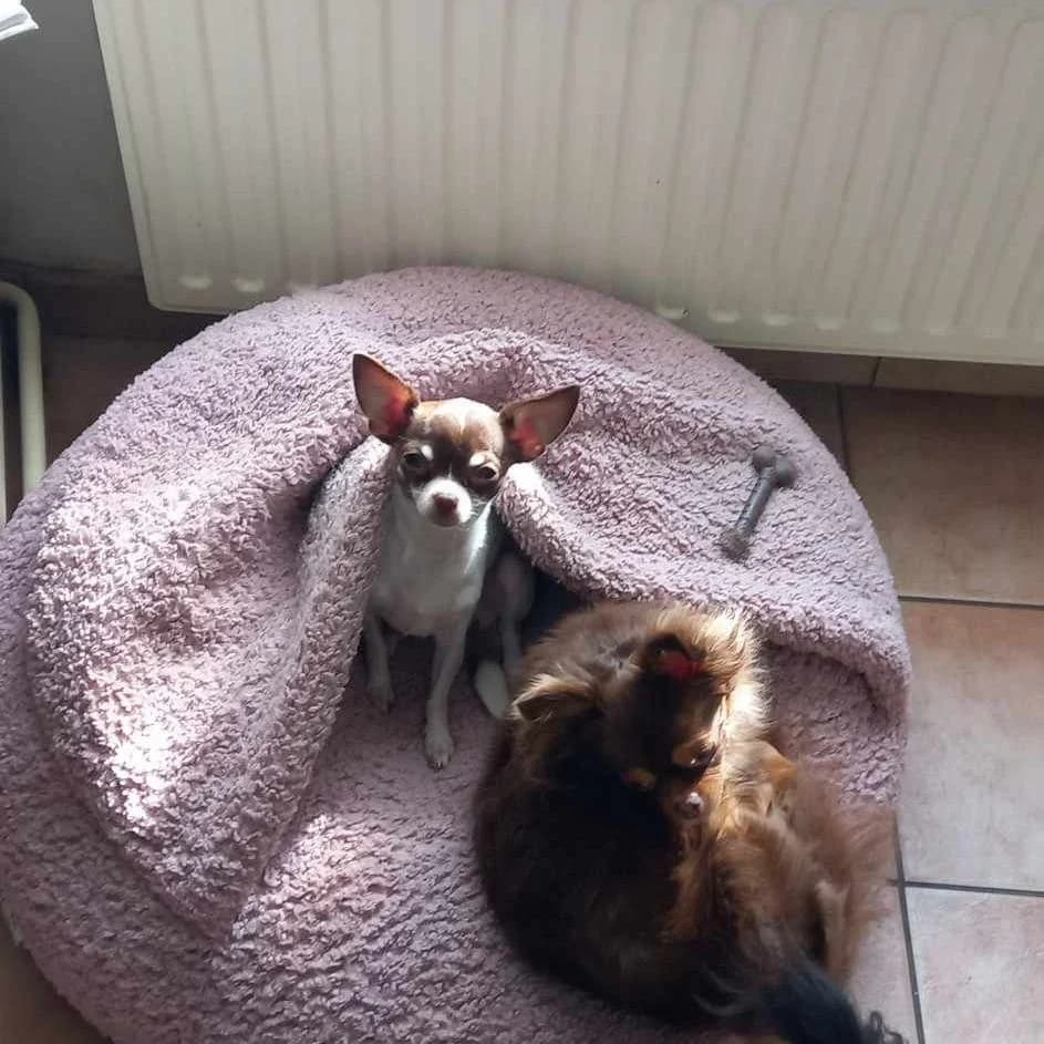 Donut teddy vieux rose avec plaid ouatiné assorti, trois petits chiens