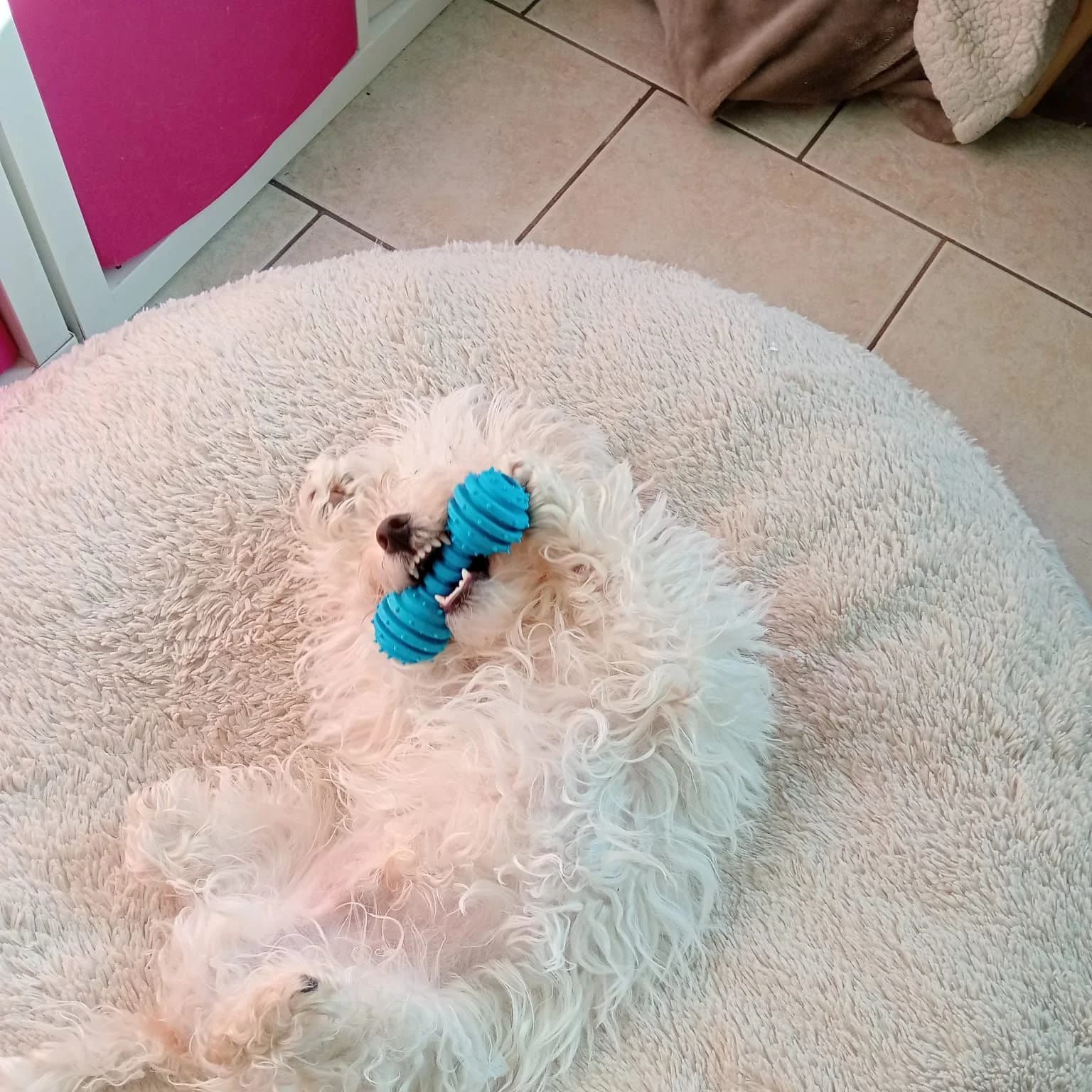 Donut pilou long écru, bichon