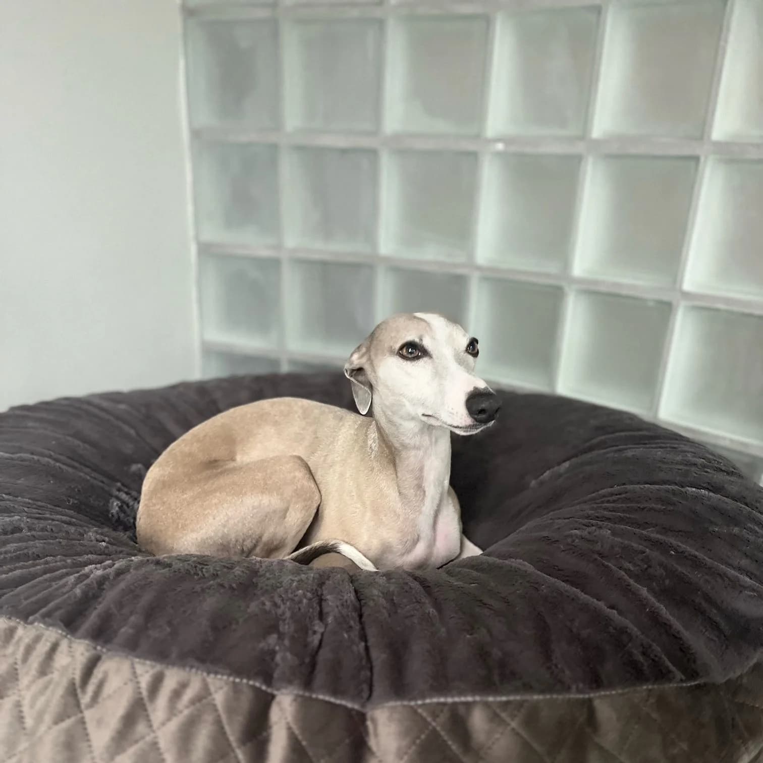 Donut velours matelassé taupe, whippet — photo nette, fond neutre