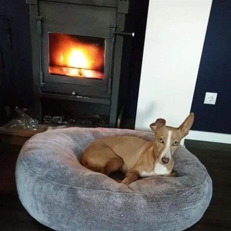 Donut pilou court gris clair devant une cheminée, podenco — bandes noires de capture d’écran en haut et en bas, plus un bandeau texte