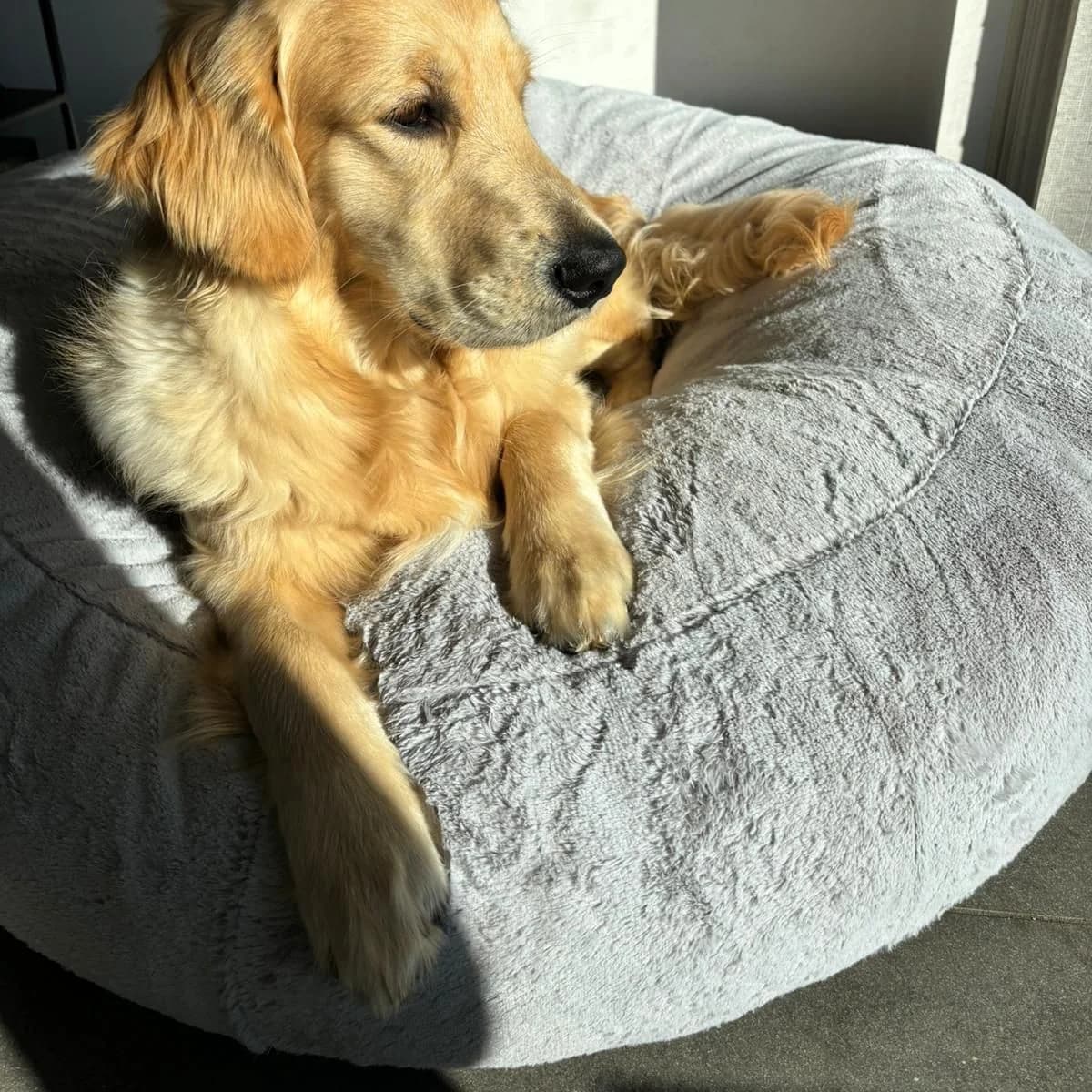 Donut pilou court gris clair, golden retriever