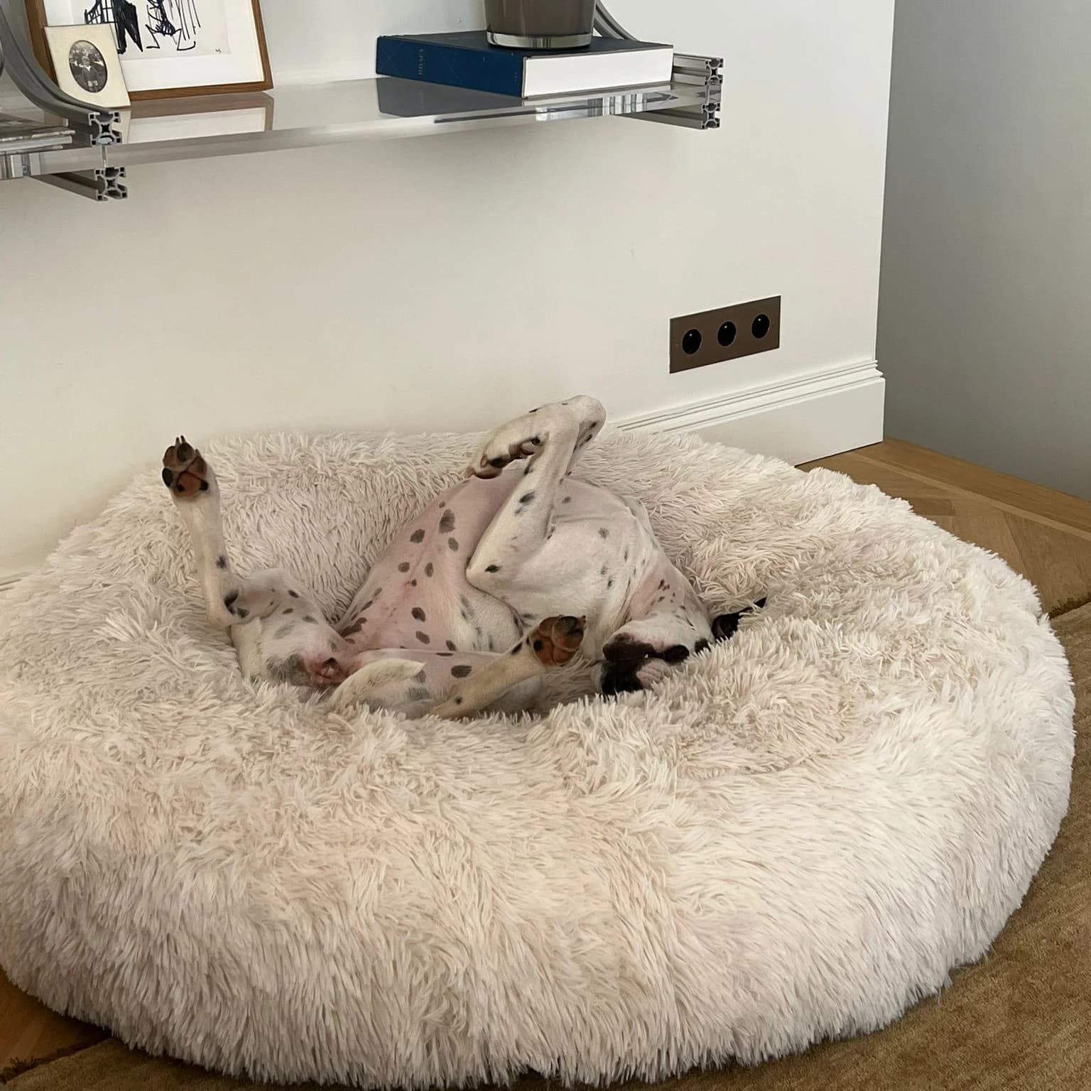 Donut pilou long écru, dalmatien