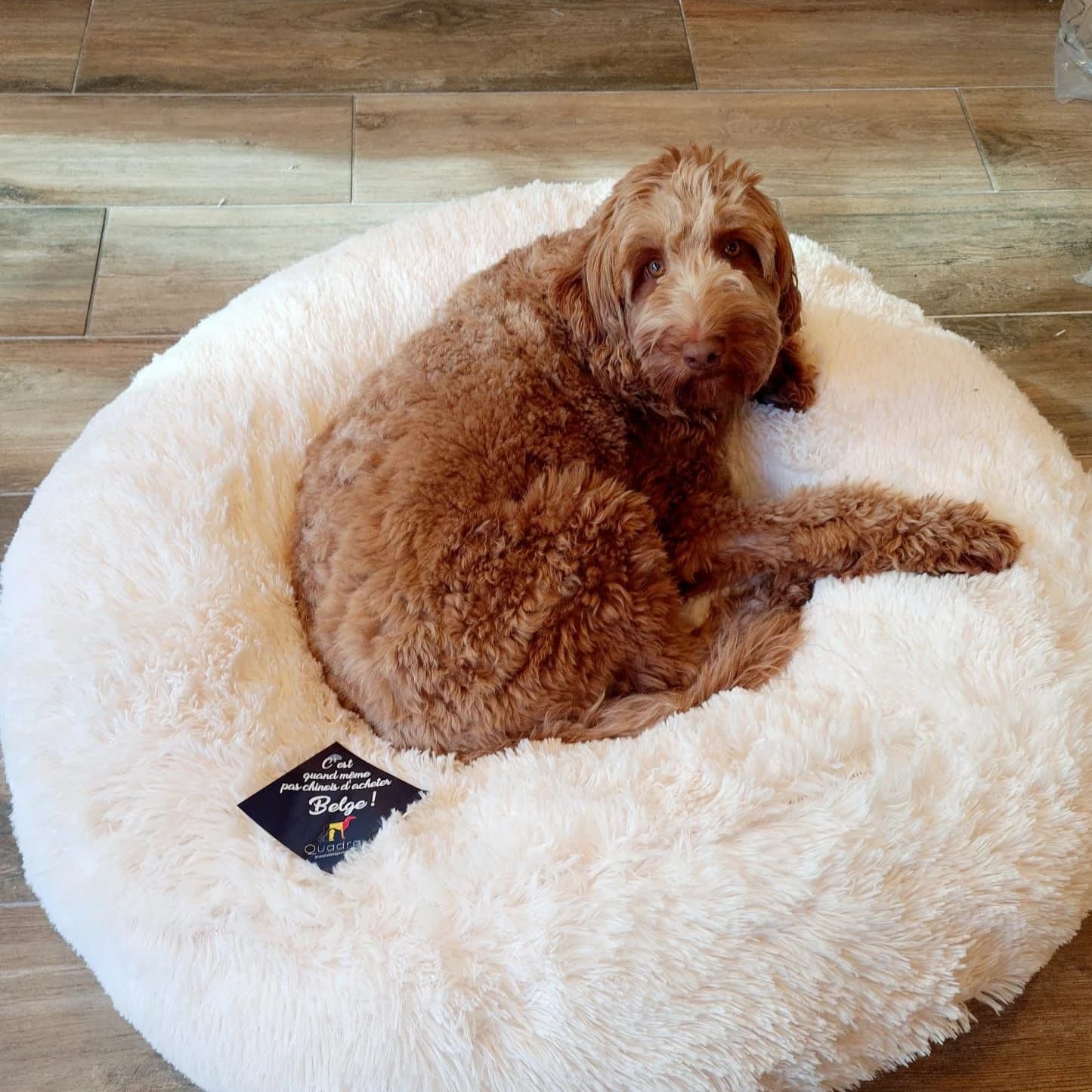 Donut pilou long écru avec l’étiquette belge, cockapoo