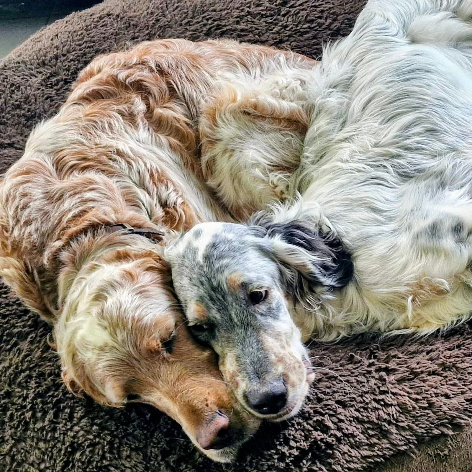 Deux setters serrés sur un donut pilou bouclé marron — le produit est très peu visible