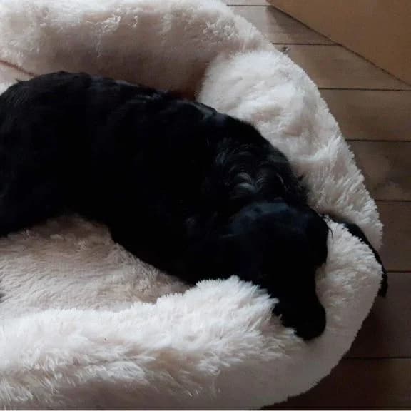 Doudou fauteuil pilou long écru déplié au sol, deux chiens — format panoramique
