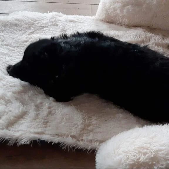 Doudou fauteuil pilou long écru déplié au sol, chien noir — format panoramique