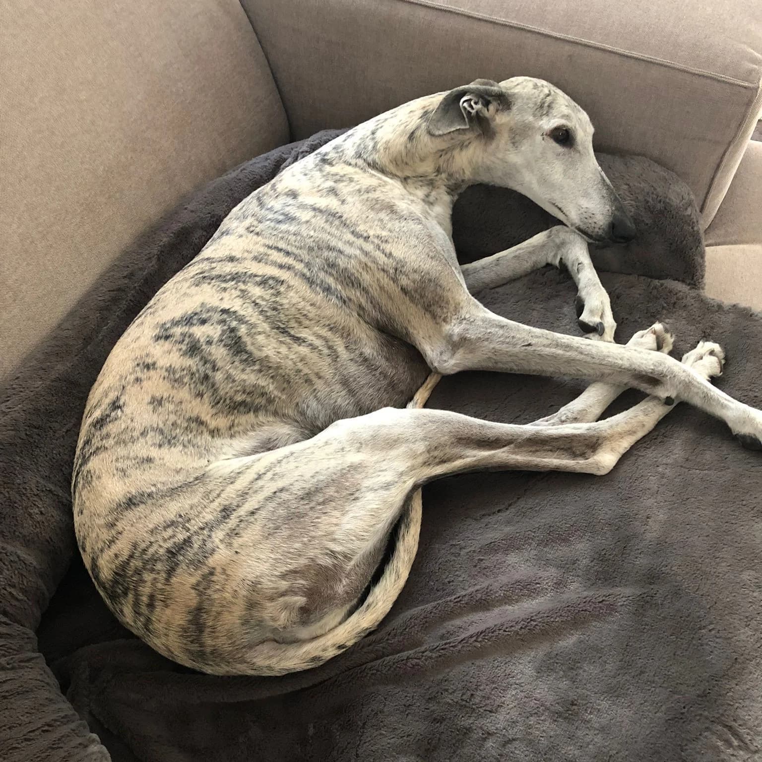 Plaid gris sur canapé, lévrier galgo couché dessus