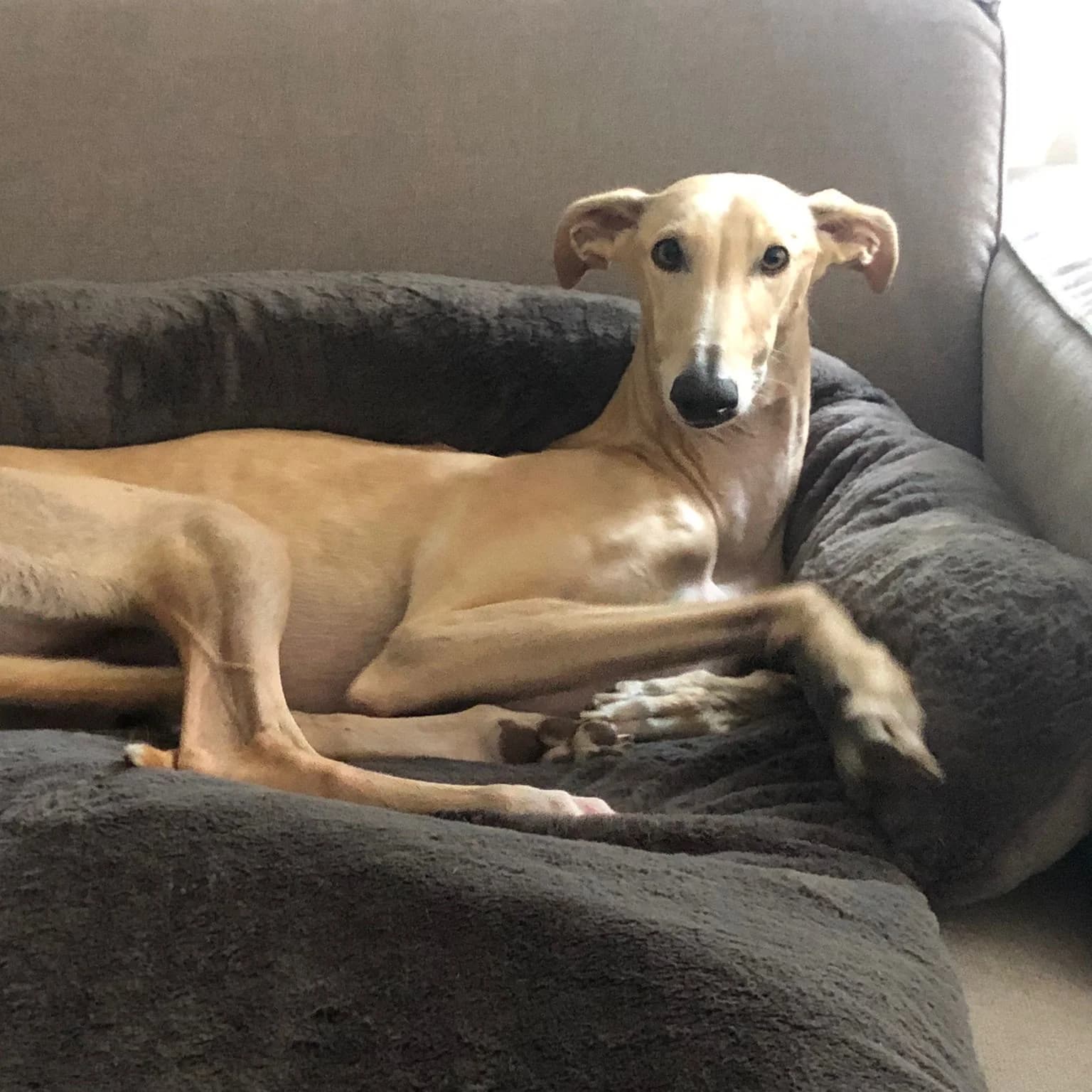 Doudou fauteuil gris anthracite sur canapé, lévrier galgo