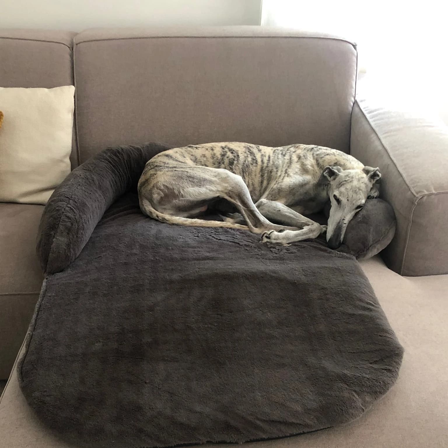Doudou fauteuil gris déplié sur un canapé beige, whippet — meilleure photo du modèle
