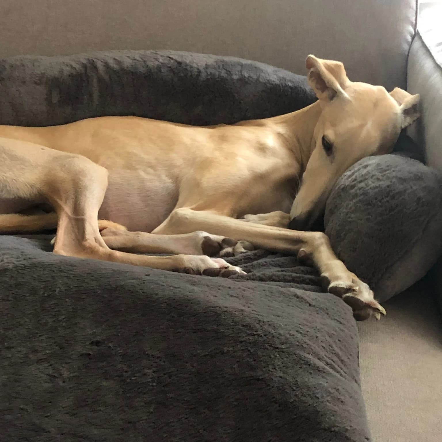 Doudou fauteuil gris anthracite sur canapé, lévrier galgo (autre angle que 52)