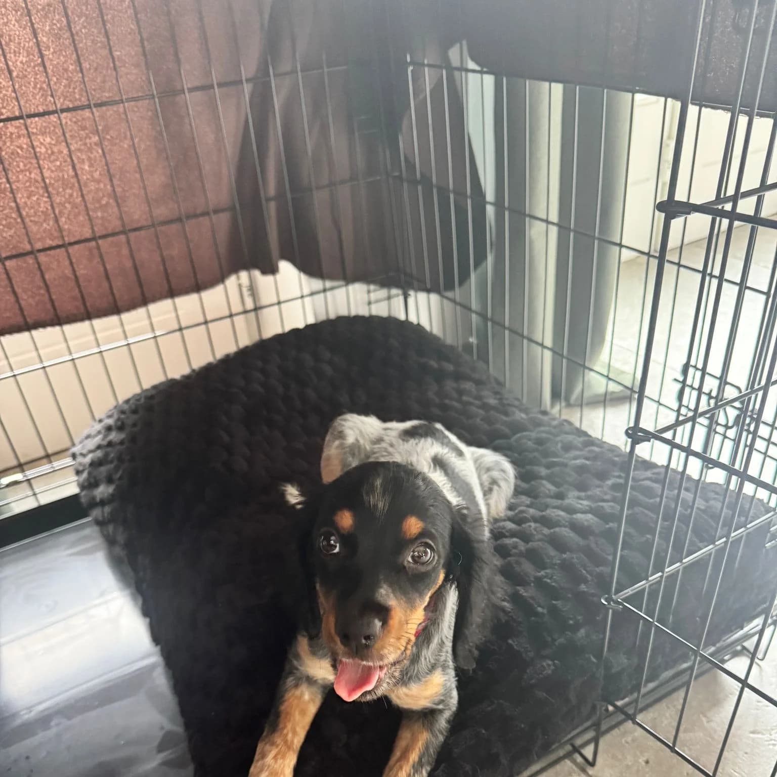 Matelas pilou gaufré noir au fond d’une cage, chiot rottweiler