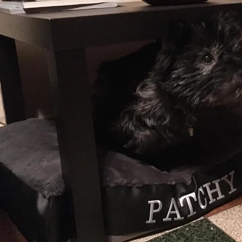 Matelas simili cuir noir sous une table basse, broderie fil blanc, cairn terrier