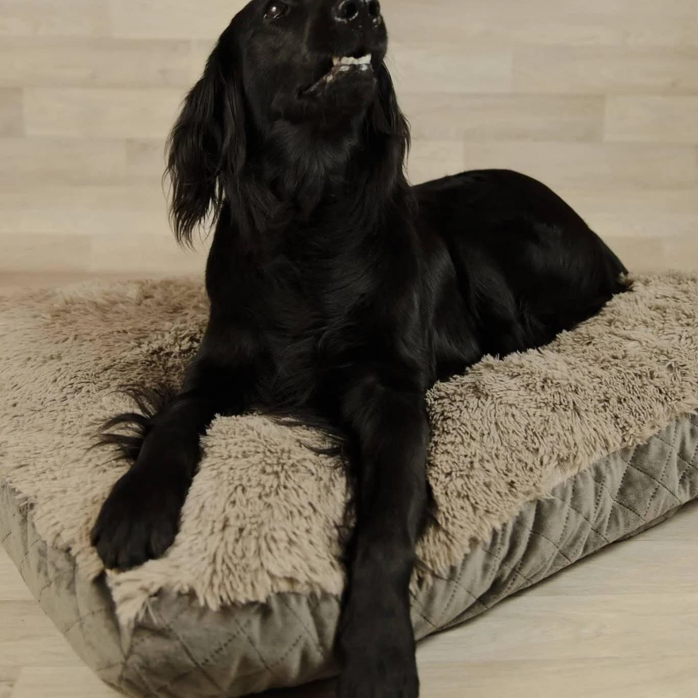 Matelas velours matelassé taupe avec surmatelas pilou, setter noir — photo studio fond neutre