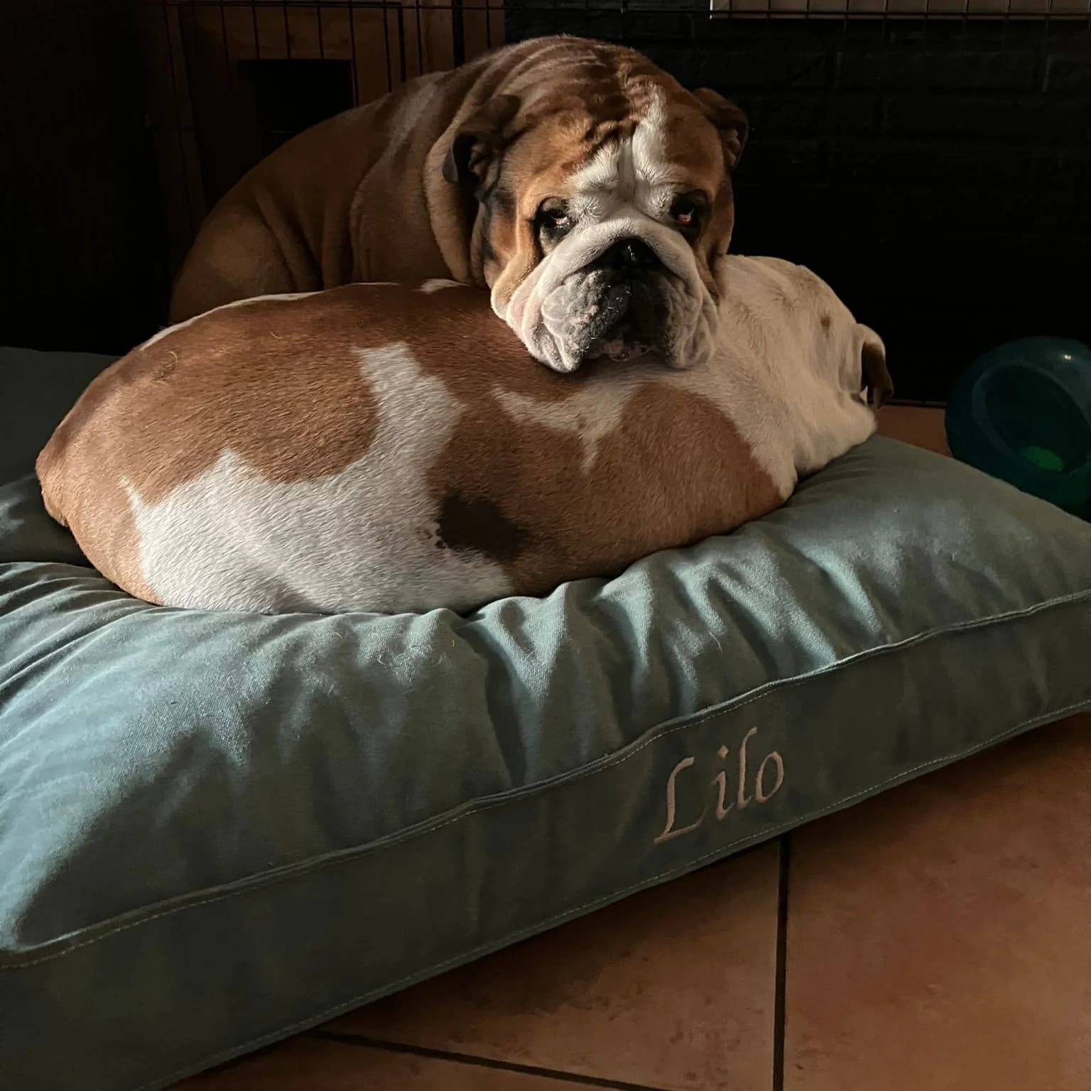 Matelas coton épais vert d’eau, broderie fil doré, bouledogue anglais