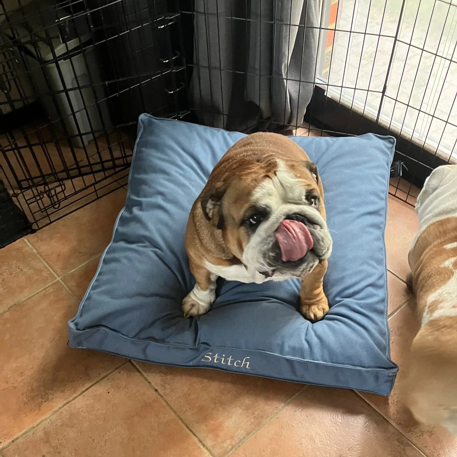 Matelas coton épais bleu, broderie fil blanc, bouledogue anglais
