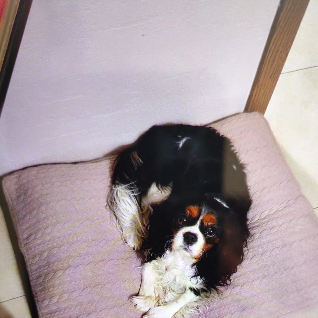 Matelas en tissu à relief vieux rose, cavalier king charles — barre d’outils Google Photos incrustée en bas