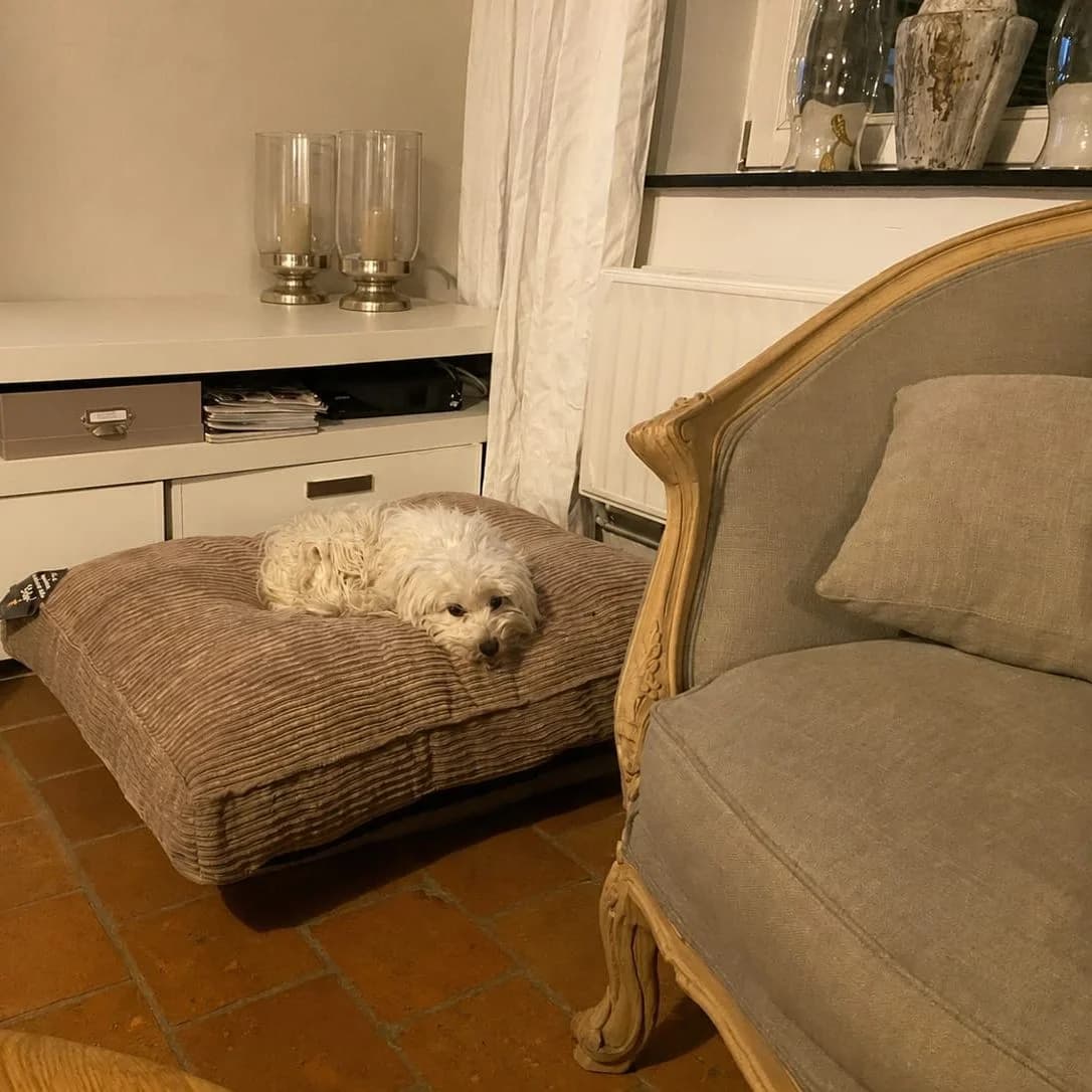 Matelas velours côtelé beige dans un salon, bichon — photo d’ambiance
