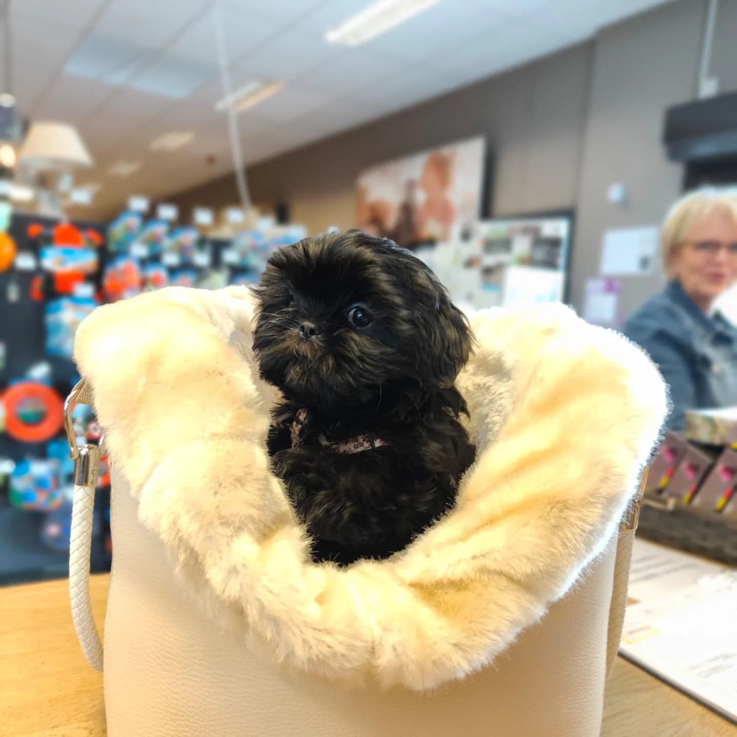 Sac double ouatinage simili cuir crème, col fourrure luxe écru, shih tzu (en magasin)