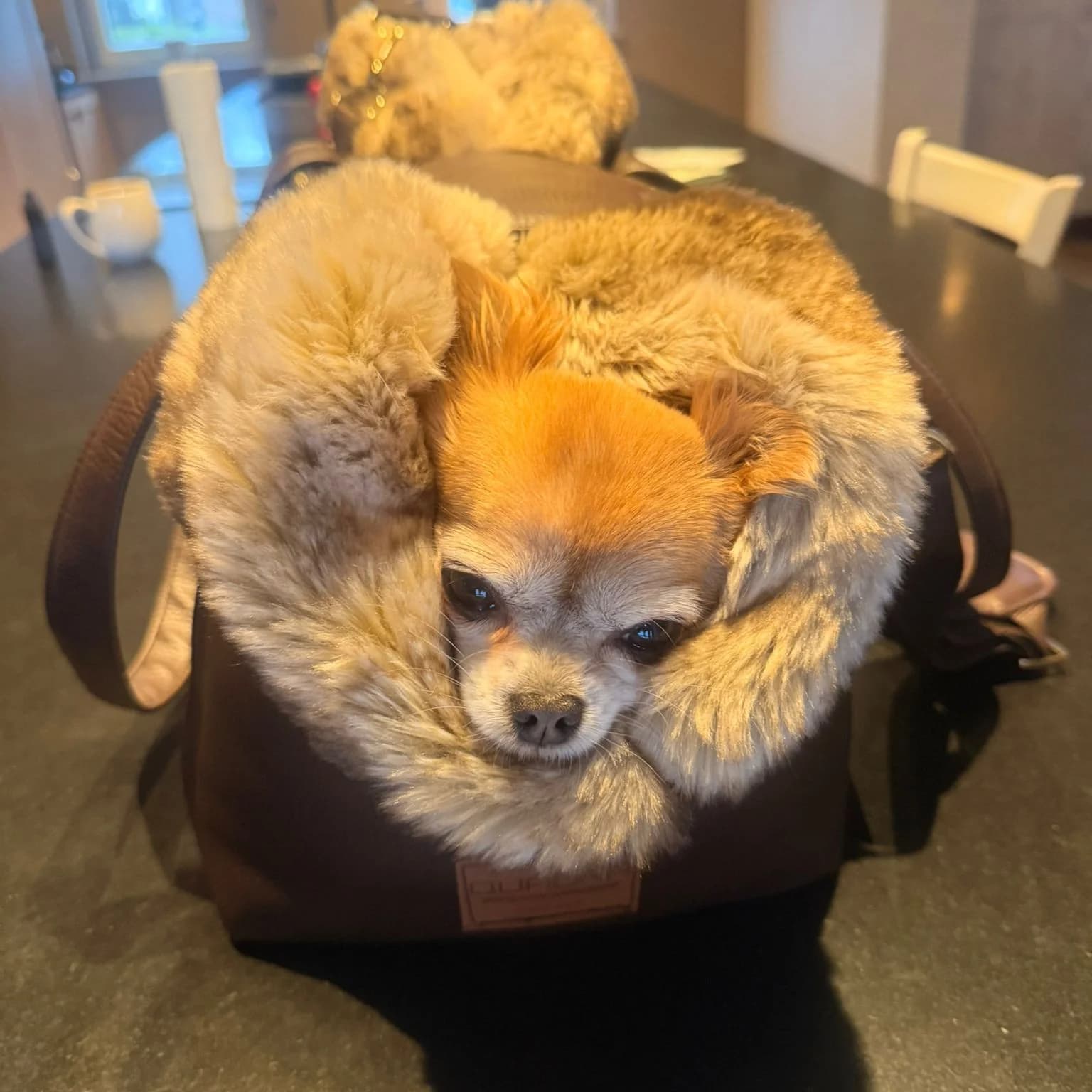 Sac double ouatinage brun, col fourrure luxe fauve, spitz nain