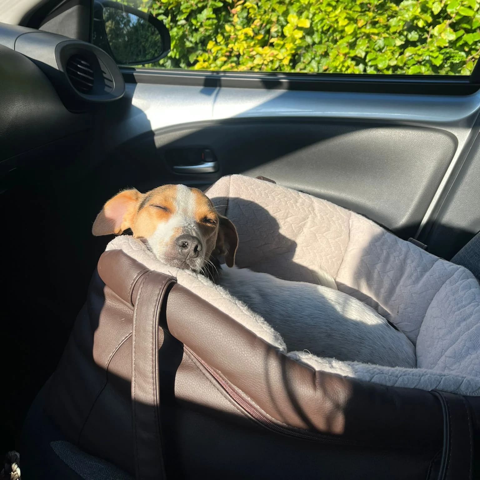 Siège auto / sac beige posé sur une banquette arrière, jack russell endormi
