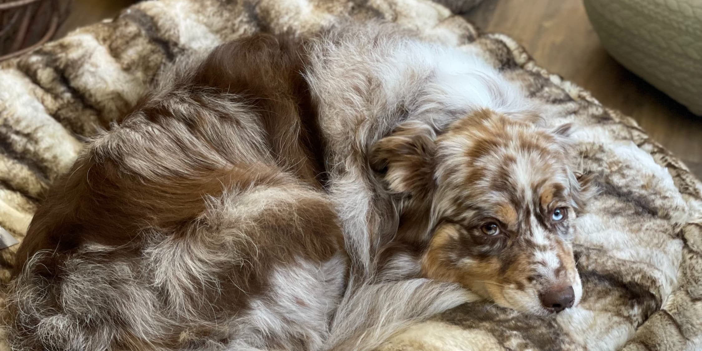 Coussin artisanal Quadra Belgium pour chien