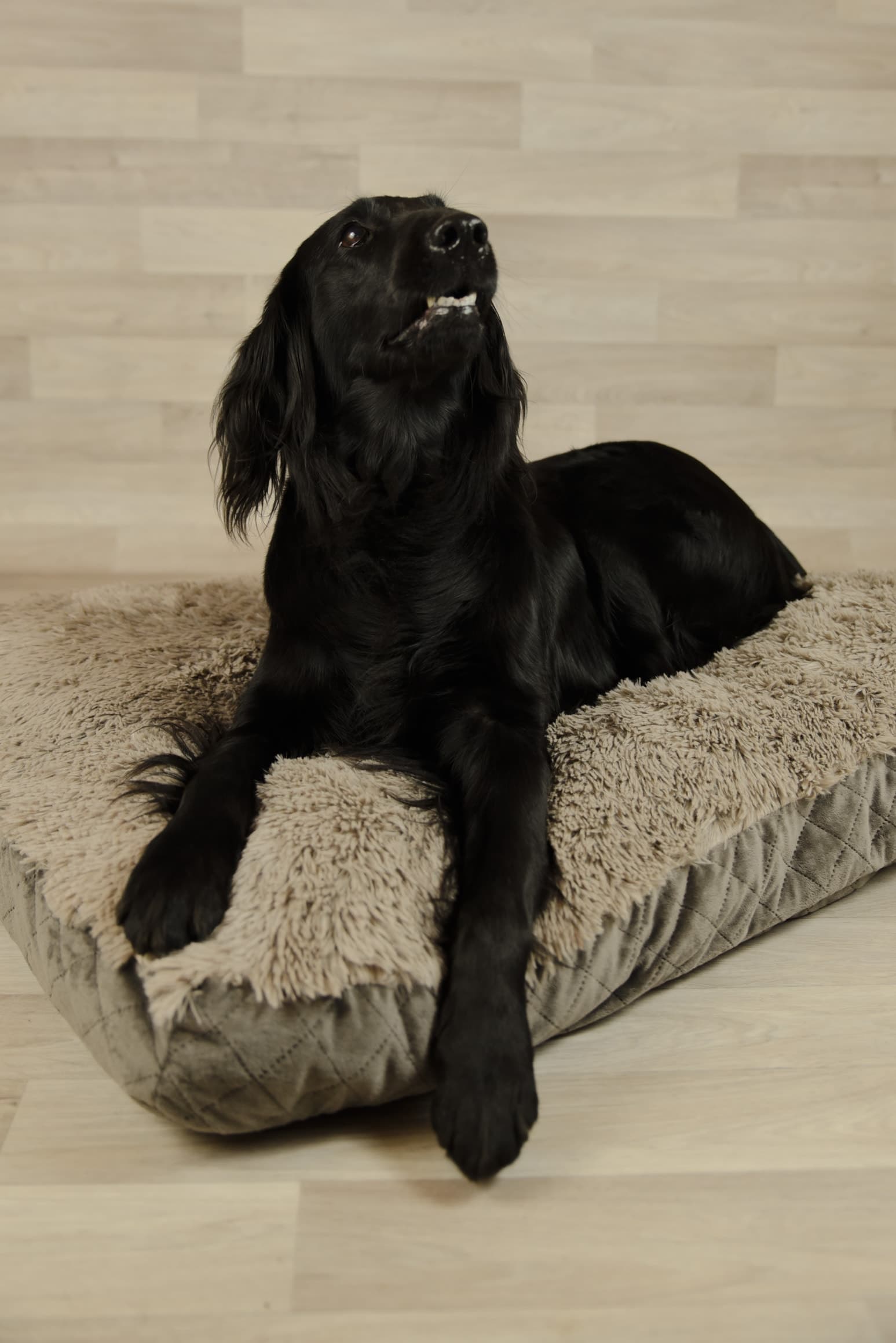 Coussin moelleux pour chien, fabriqué en Belgique — Quadra Belgium