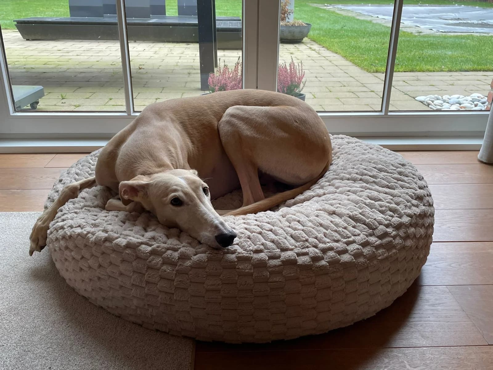 Chien apaisé dans son espace de couchage